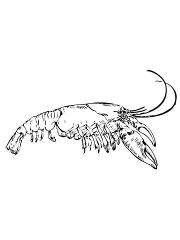 Eastern Crayfish Coloring Page